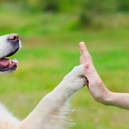 KÖPEK PSİKOLOJİSİ VE DAVRANIŞLARI