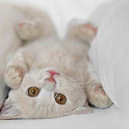 Kedi Bakımı Hakkında Temel Bilgiler