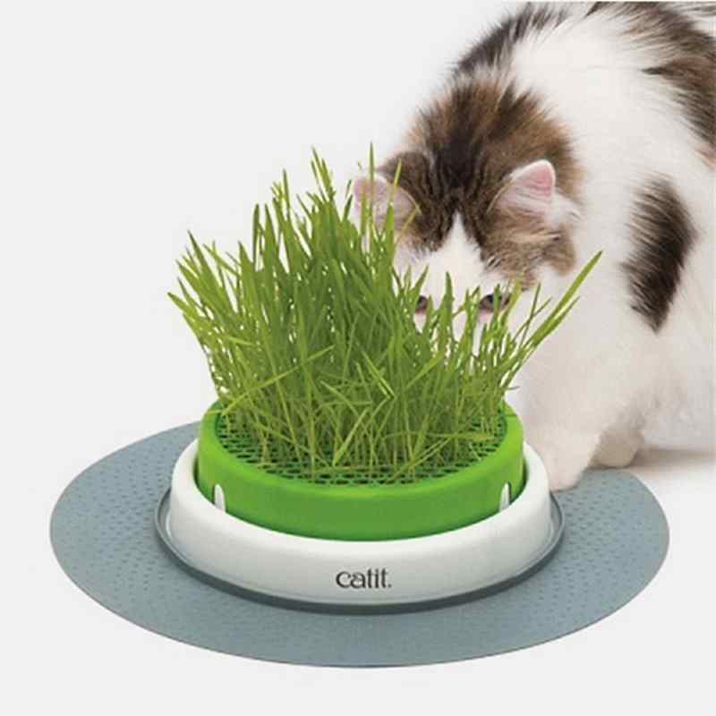 Hagen Catit Senses Grass Planter Kedi Çim Seti