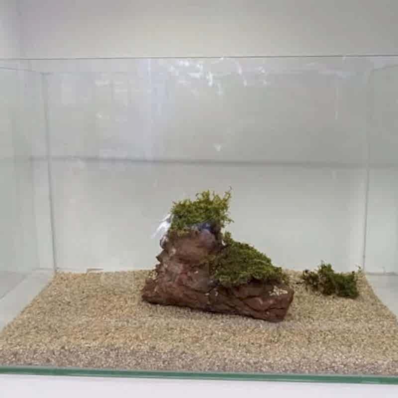 Oval Kesim İthal Cama Cam Akvaryum 50x30x43Cm 4mm