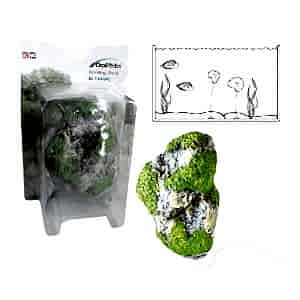 Dophin Yüzen Kaya M