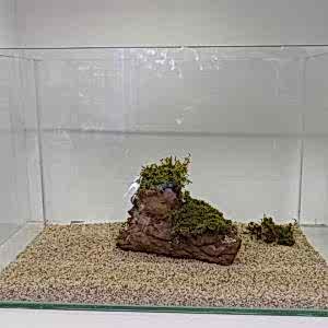 Oval Kesim İthal Cama Cam Akvaryum 50x30x43Cm 4mm